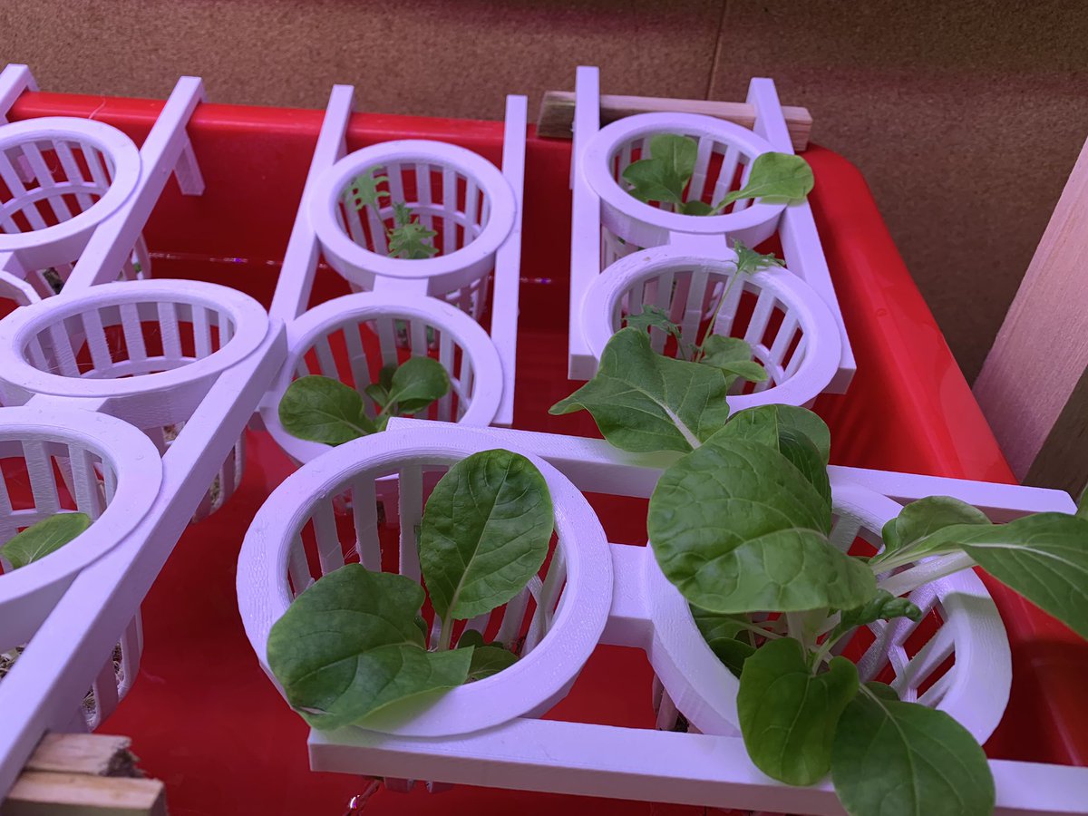 MsFitzY2's tweet photo. We wery excited to see how well our greens have grown in our hydroponics unit over the break! #rchkpyp https://t.co/HIH0Uh9fMD
