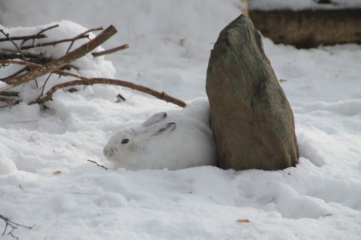 Uzivatel 盛岡市動物公園 Zoomo Na Twitteru 雪とトウホクノウサギ 冬季休園中 動物達は元気です