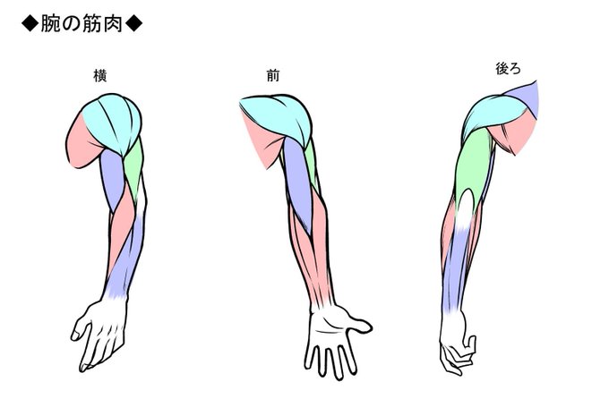 すべての動物画像 元の筋肉 腕 イラスト