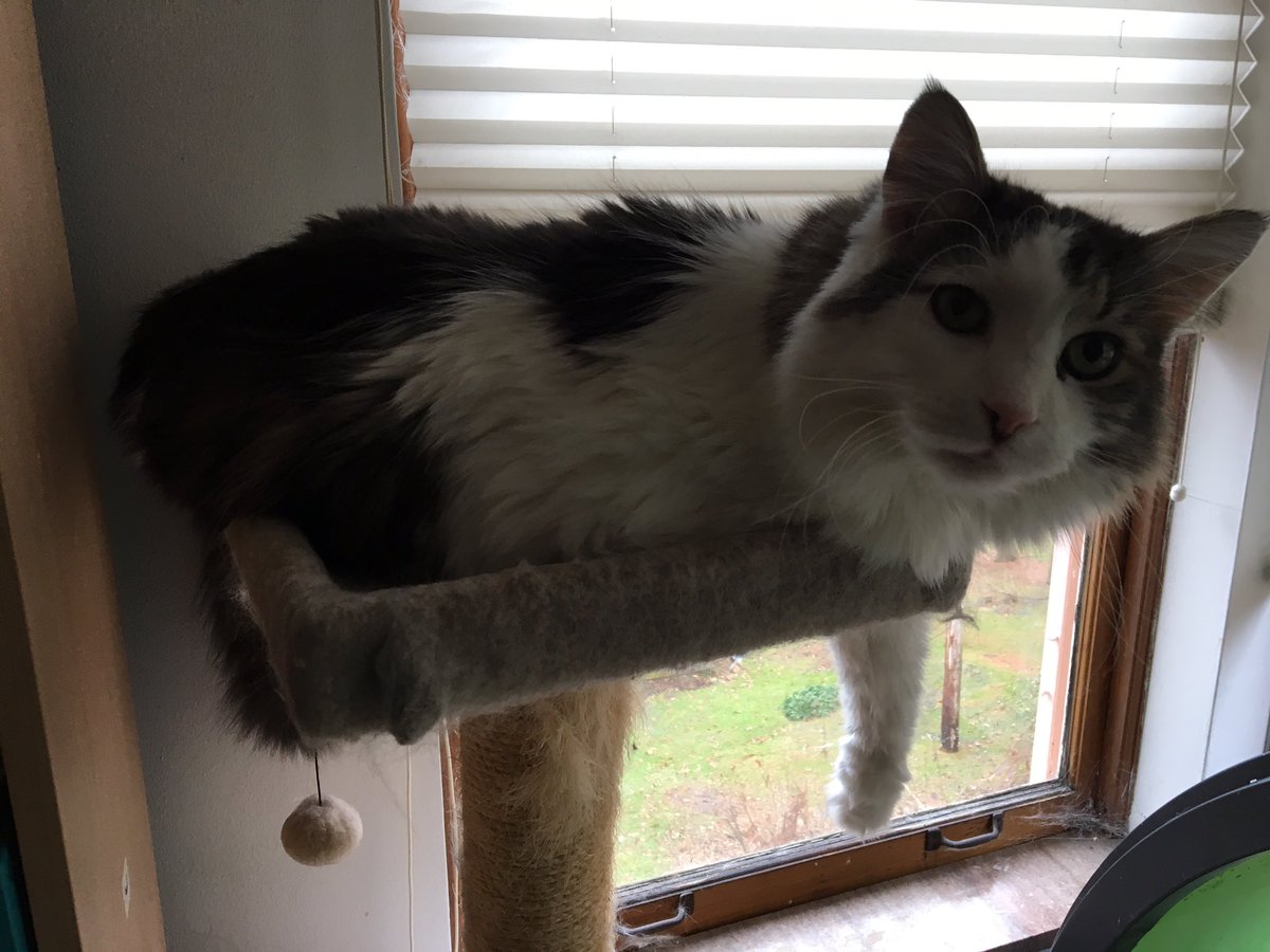 nlesgold's tweet photo. @RutiRegan This is Clayton, and his arm is hanging down even though he is on a cat tree ledge. https://t.co/4BWTS3mvly