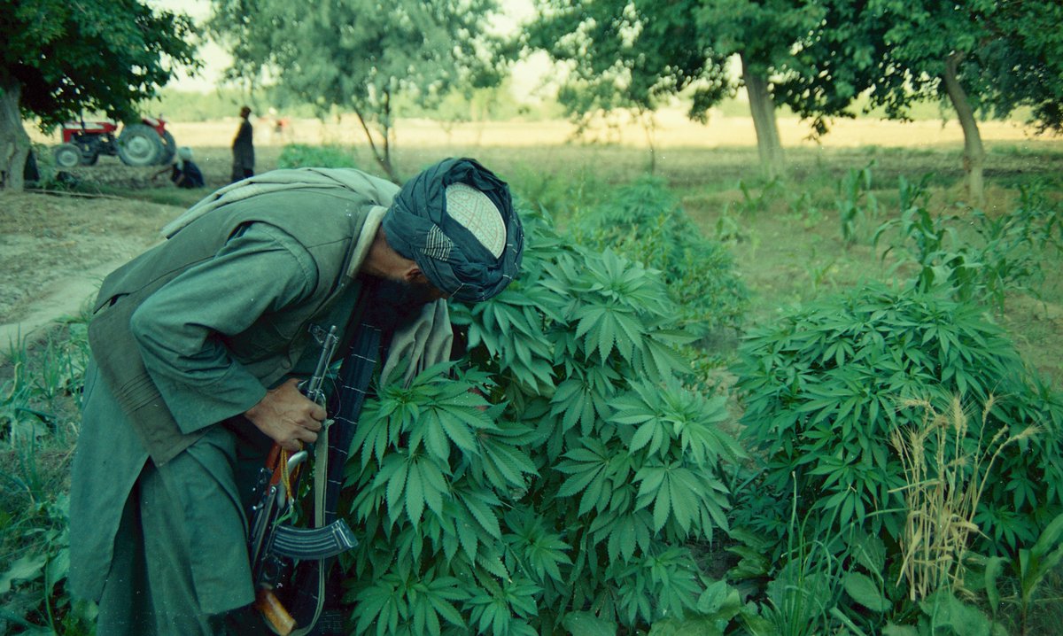 марихуана в афганистане видео