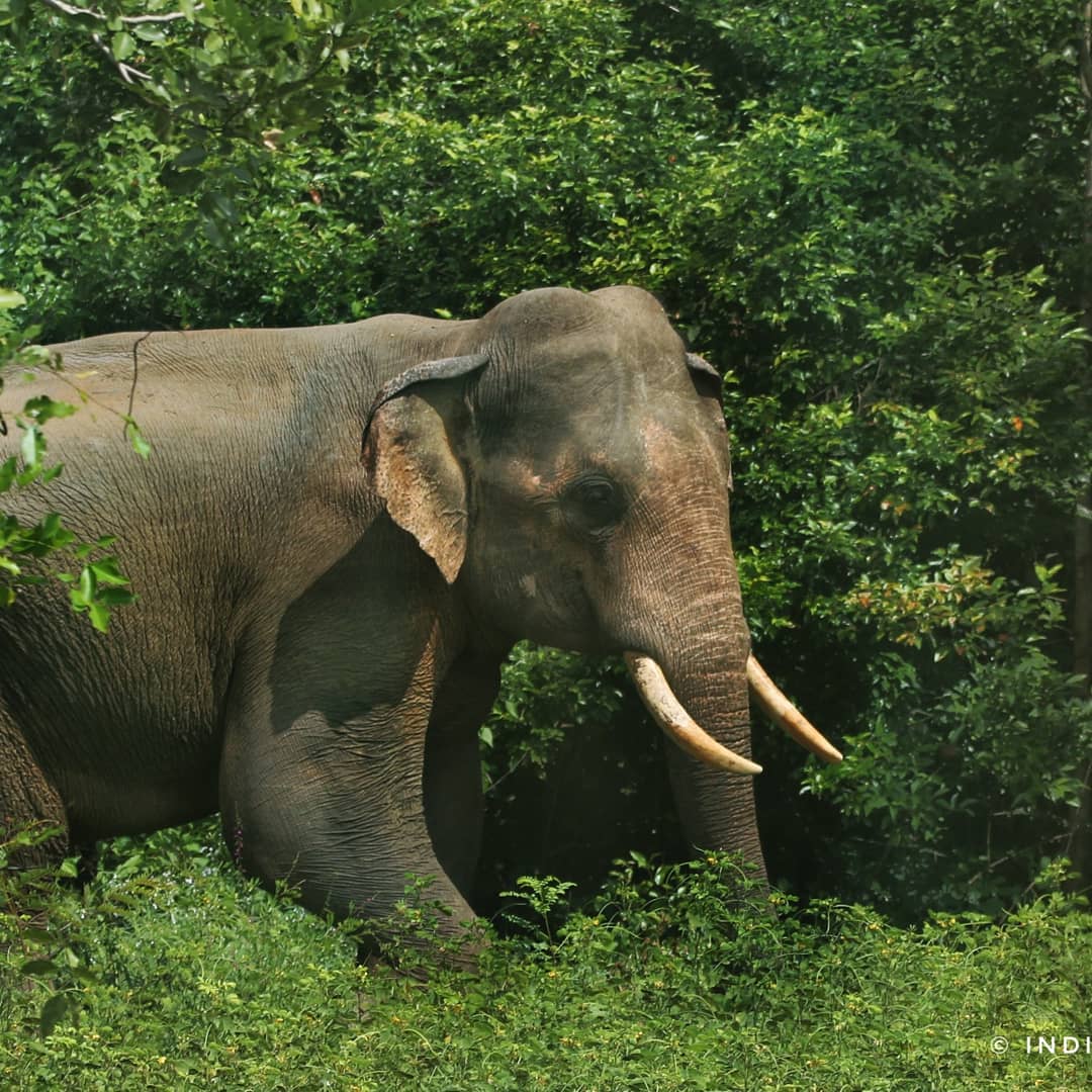 What a Nice way to end 2019 with a Leopard and a Tusker.  And a fresh 2020  start with a Sloth Bear 😎 @naturetrektours Wildlife and History tour Sri Lanka.
#wildlifetour #srilankanature #wildlifeholidays #visitsrilanka🇱🇰 #travelsrilanka #wildlifeonearth