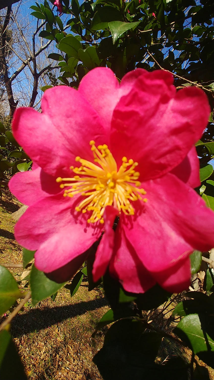都立水元公園 椿 ツバキ と山茶花 サザンカ って見分けるのが難しいですね 地面に花びらが散っていましたし 葉の縁のギザギザが深いので山茶花ではないかと思います それにしても綺麗な花が咲いていますね 水元公園 樹木見本園 T Co