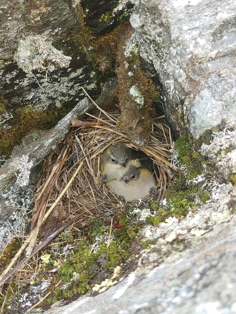 Kerry Weston (@gilviventris) on Twitter photo A couple of imminent alpine rock wren fledglings in their rocky nest hole high on the Haast Range, NZ.
Luckily, neither mice, rats nor mustelids gobbled these ones :)
Photo: Amanda Sanders (DOC)
#ornithology <a href="/PredatorFreeNZ/">Predator Free New Zealand Trust</a> <a href="/OSNZBirdsNZ/">Birds New Zealand</a> <a href="/docgovtnz/">Department of Conservation</a> A couple of imminent alpine rock wren fledglings in their rocky nest hole high on the Haast Range, NZ.
Luckily, neither mice, rats nor mustelids gobbled these ones :)
Photo: Amanda Sanders (DOC)
#ornithology <a href="/PredatorFreeNZ/">Predator Free New Zealand Trust</a> <a href="/OSNZBirdsNZ/">Birds New Zealand</a> <a href="/docgovtnz/">Department of Conservation</a>