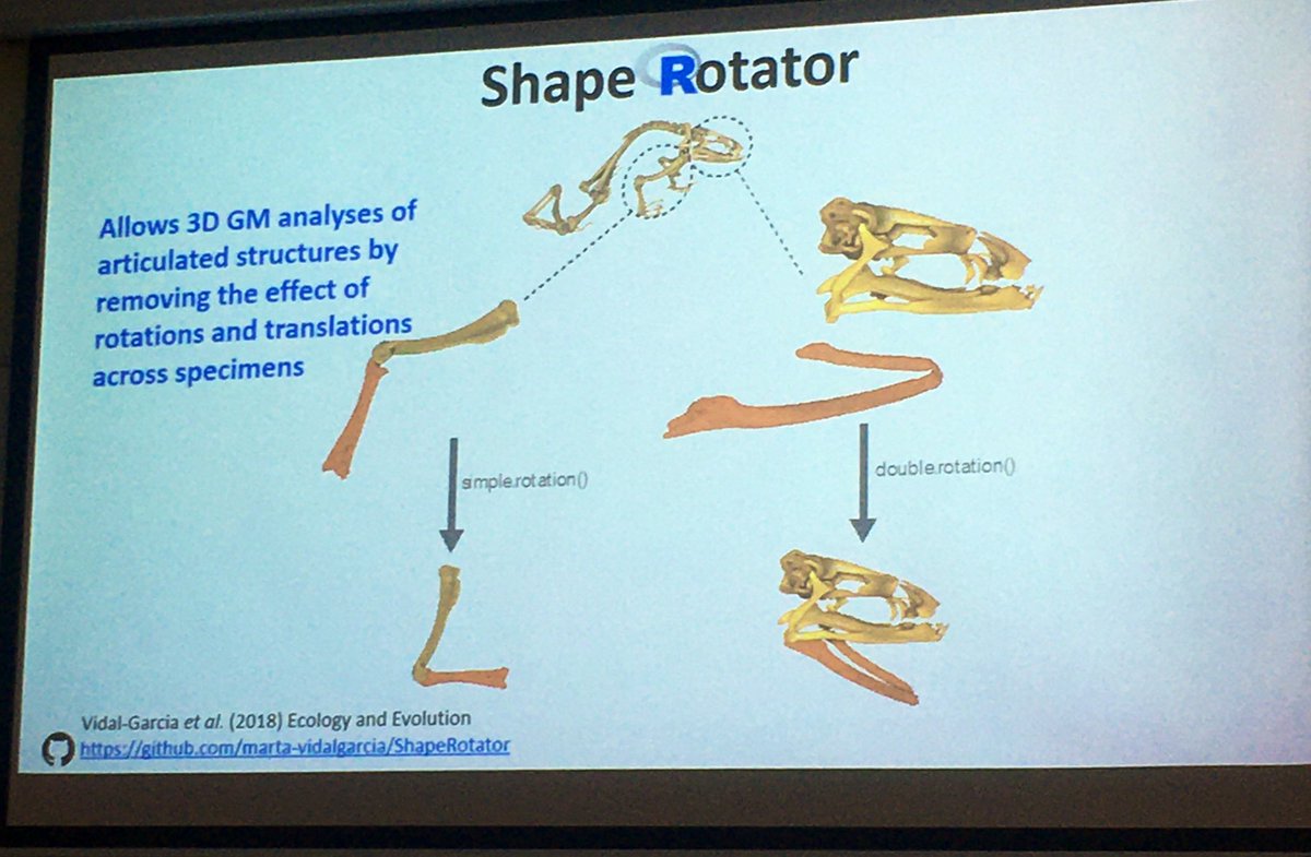 jr4science's tweet photo. Great talk by @m_vidalgarcia on her work investigating the biomechanics of head-burrowing frogs! 

Her #R package #ShapeRotator played a huge role in the project. Check it out for making CT morphologies more comparable across species.

#wch9 @WCHerp https://t.co/U8NvnagigA