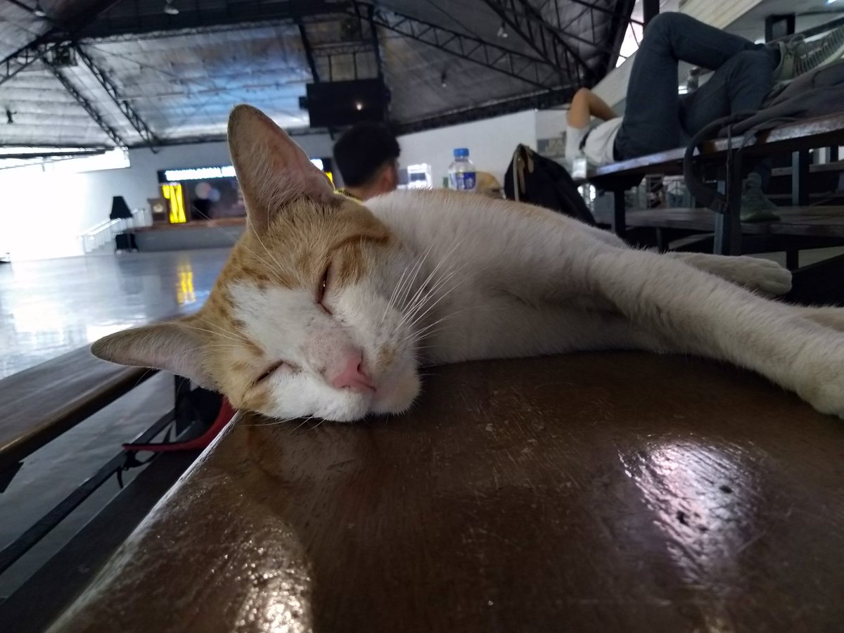 CatsofTIP's tweet photo. tara tulog | photo by @QJPABUEME #catsofTIP https://t.co/122ohcauEG
