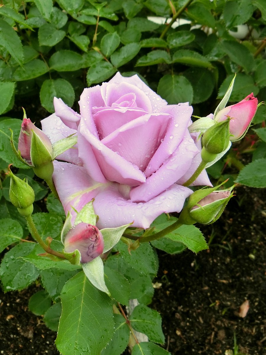 No Ka 薔薇の名前 The Name Of The Rose Le Nom De La Rose マダム ヴィオレ Madame Violet No Ka 薔薇の名前 The Name Of The Rose Le Nom De La Rose マダム ヴィオレ Madame Violet
