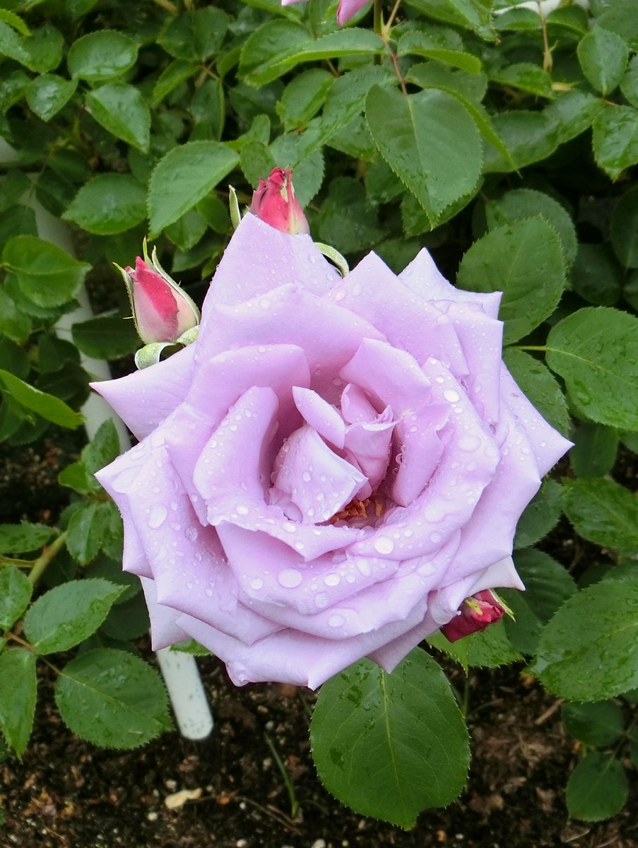 No Ka 薔薇の名前 The Name Of The Rose Le Nom De La Rose マダム ヴィオレ Madame Violet No Ka 薔薇の名前 The Name Of The Rose Le Nom De La Rose マダム ヴィオレ Madame Violet