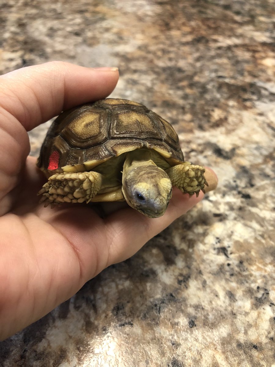 This is Boardwalk, a baby Sulcata Tortoise. Sulcatas can grow to weigh 70-100 lbs and live up to 70 years in captivity. It will take 5-6 years before we know it’s gender. They are amazing creatures and I’m so honored to be it’s Mom.
