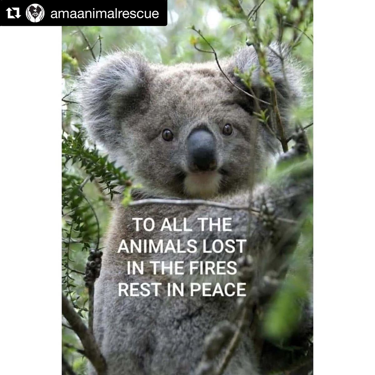KateMcG2001's tweet photo. #twitterrepost @AMAAnimalRescue #autraliaonfire #SaveMotherEarth

Give to @RedCrossAU or #fallenfirefighter support @FRNSW plus donations accepted @WIRES_NSW because this is scary, happening and our earth is #bleeding. https://t.co/wGK6sffTXo