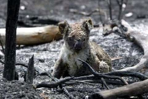 Гиб животное. Вырубка леса и животные. Вымирание диких животных. Животные при вырубке лесов. Спасение животных в лесу.