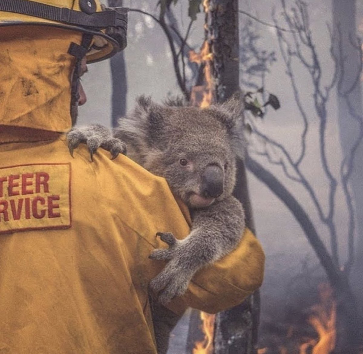 byeaussie's tweet image. 1500 homes lost, 20+ lives lost &amp;amp; many more still unaccounted for, over 6 MILLION hectares of land destroyed &amp;amp; 500 MILLION animals killed in the Australian bushfires. Every cent counts, please help my beautiful country. rfs.nsw.gov.au/volunteer/supp…