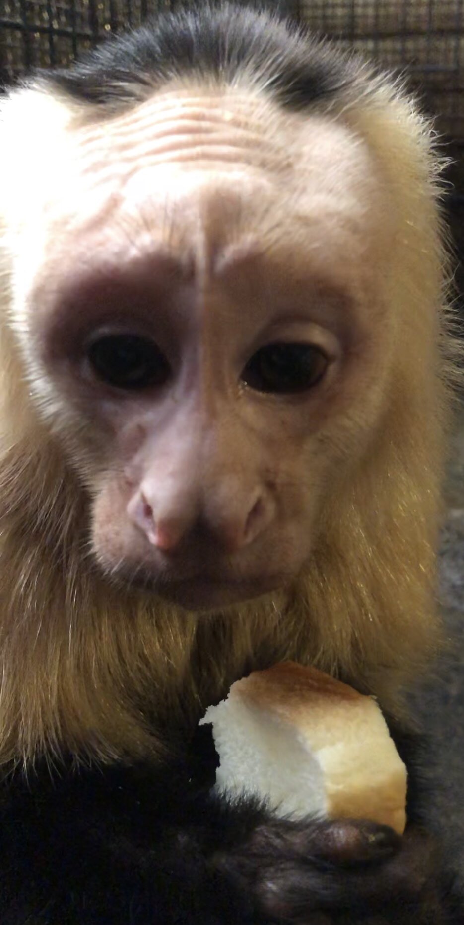 Tweets With Replies By Wildclub Nagoyawildcub Twitter