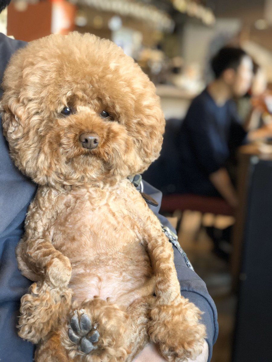 kecha0203's tweet photo. ケチャ。inお台場🙂
#トイプードル
#アフロ犬 https://t.co/BWqvwtPwcK