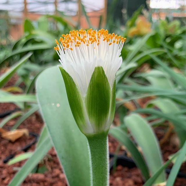 Haemanthus humilis coming into flower. This interesting bulb is native to South Africa.

#alamedagardens #botanicalgardens #gibraltar #haemanthus #amaryllidaceae #bulbs #flowersofsouthafrica #southafricanplants #bloodflowers ift.tt/39Leo8e