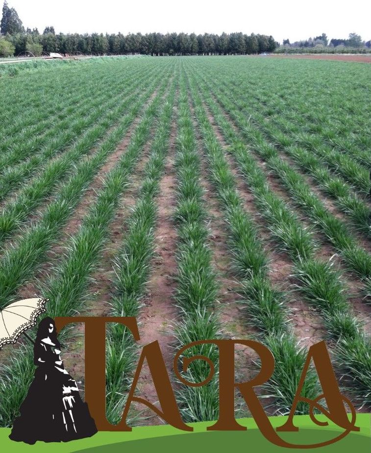 New Advancements in Black Beauty! conta.cc/2Z3xEt3