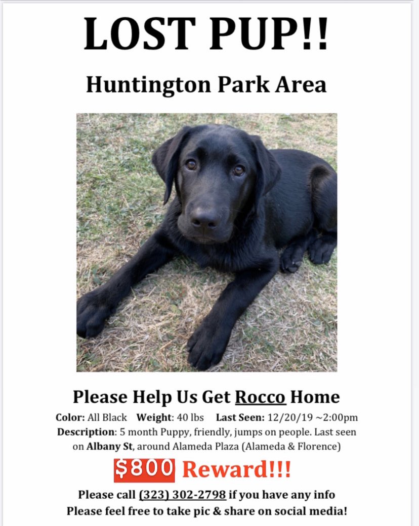jocytoosaucy's tweet photo. Despite constantly been checking shelters&amp;having huge support from ppl, Rocco continues to be missing. At this point the only chance is that someone has him. I hope whoever does gets to see this flyer&amp; comes forward or some1 recognizes him. I ask again 2pls continue to share 🥺🙏🏽 https://t.co/jgeRvsgXak
