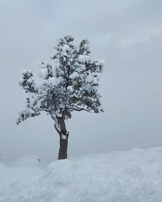 daniellequarmby's tweet photo. Grand Canyon morning, with tree. #latergram #winterlove #arizona https://t.co/z8orDy97hW https://t.co/PL7jR6SB0D