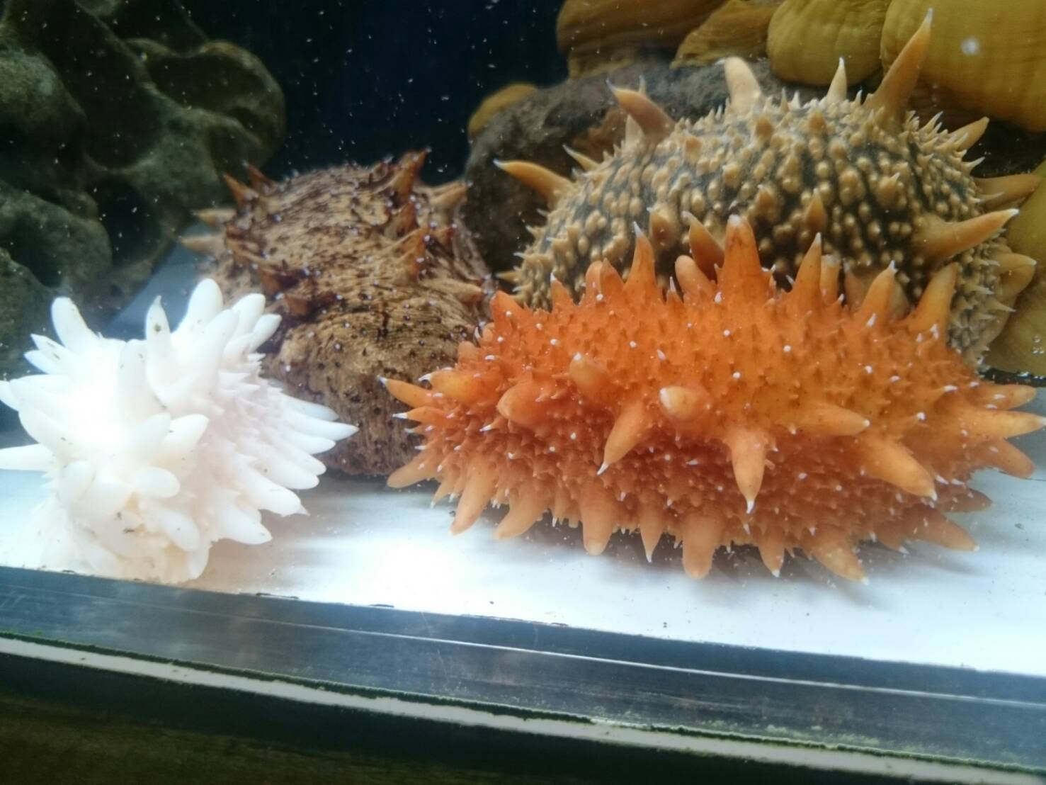 非公式 室水の飼育員さん 個人垢 マナマコ ４色盛り 市立室蘭水族館のバックヤードで飼育中の個体です 赤ナマコ 青ナマコ 白ナマコ 橙ナマコ オレンジ色なマナマコは初見だわぁ 子年だから海鼠を紹介する T Co Altgjxrk18