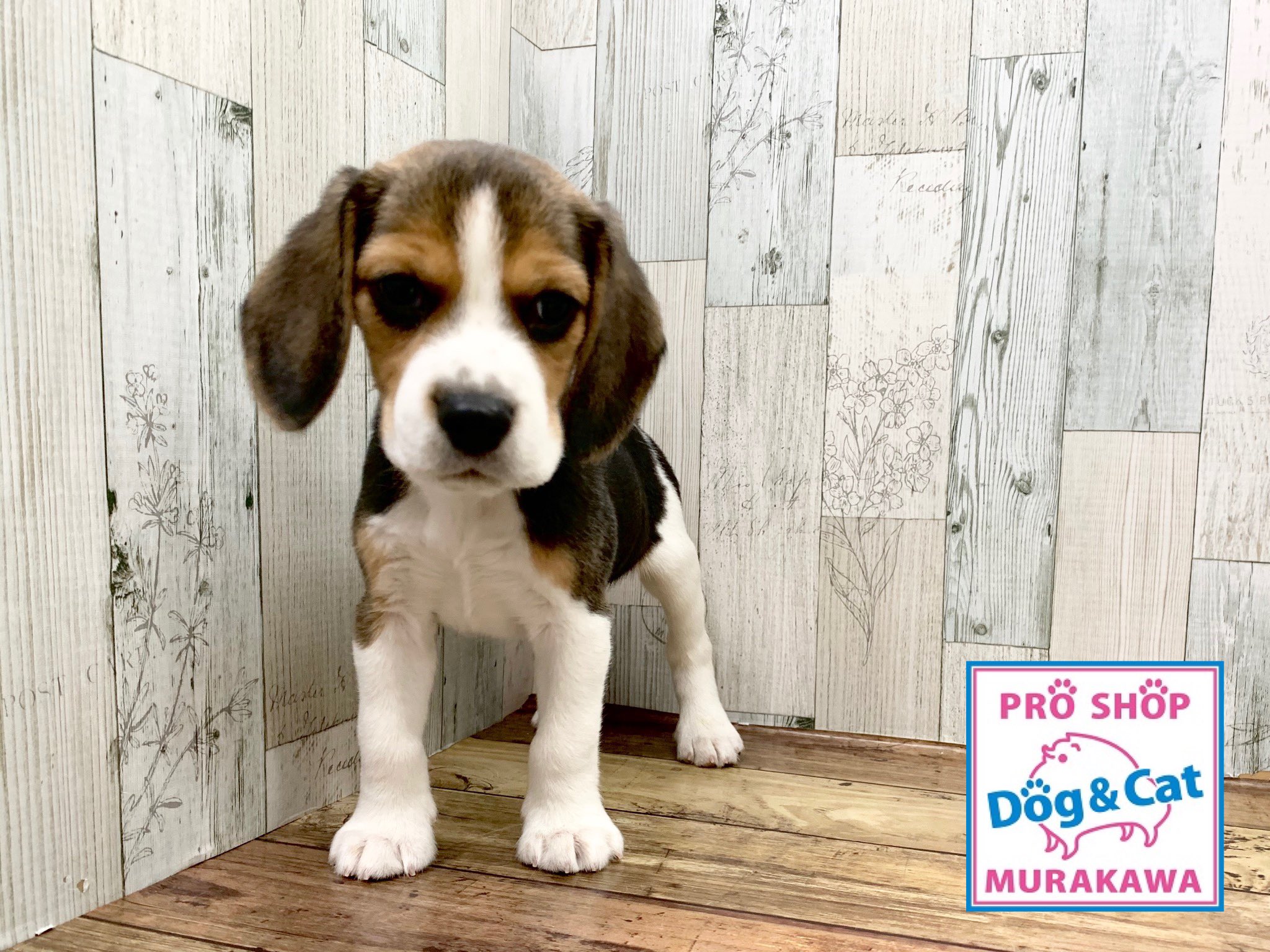 アミーゴ大町店 今週のニューフェイスヽ W ﾉ 久々のビーグル O O スヌーピーのモデルになった犬種ですヾ ๑ㆁᗜㆁ๑ ﾉ ニューフェイス ビーグル スヌーピー アミーゴ大町店 ペットショップ村川 広島 T Co Pe6sledloz Twitter