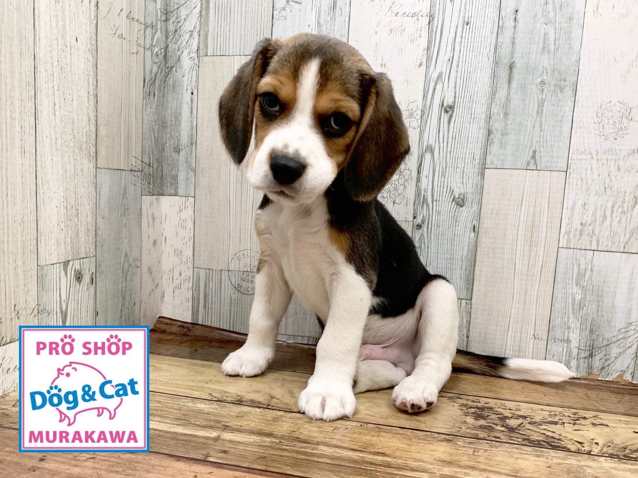 アミーゴ大町店 今週のニューフェイスヽ W ﾉ 久々のビーグル O O スヌーピーのモデルになった犬種ですヾ ๑ㆁᗜㆁ๑ ﾉ ニューフェイス ビーグル スヌーピー アミーゴ大町店 ペットショップ村川 広島 T Co Pe6sledloz Twitter