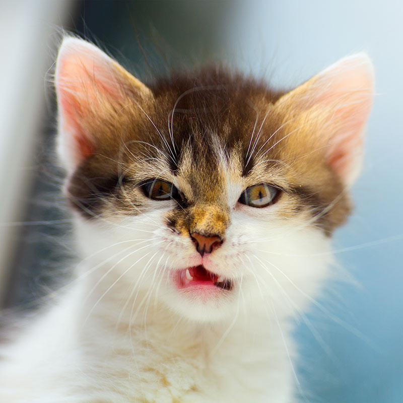This is what we think to Monday mornings! Let's see your cat's #MondayFace...