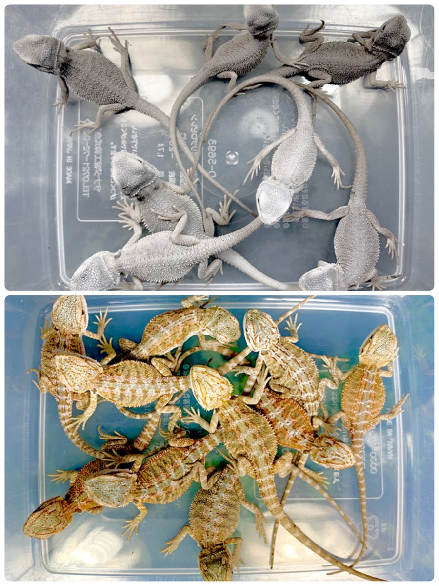 拡散希望

✨プレゼント🎁企画第4弾✨

#マルシェドゥアクア 今春もやるよ‼️ 主催者側 宣伝企画😊

『Jタソ、フトアゴくれるってよ。』

ハイポヘテロゼロ1匹🎁で、
300RT超えでハイポゼロ1匹に変更して🎁　どう？

コレのフォローとリツイートで参加OK

締切は1/18 土 12時。
回して〜

追記あり