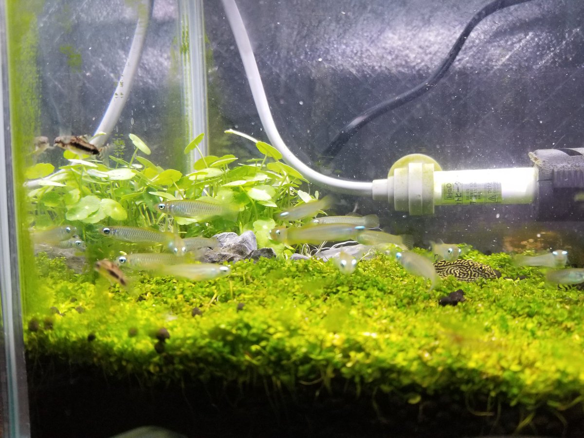 コリドラスハブロースス