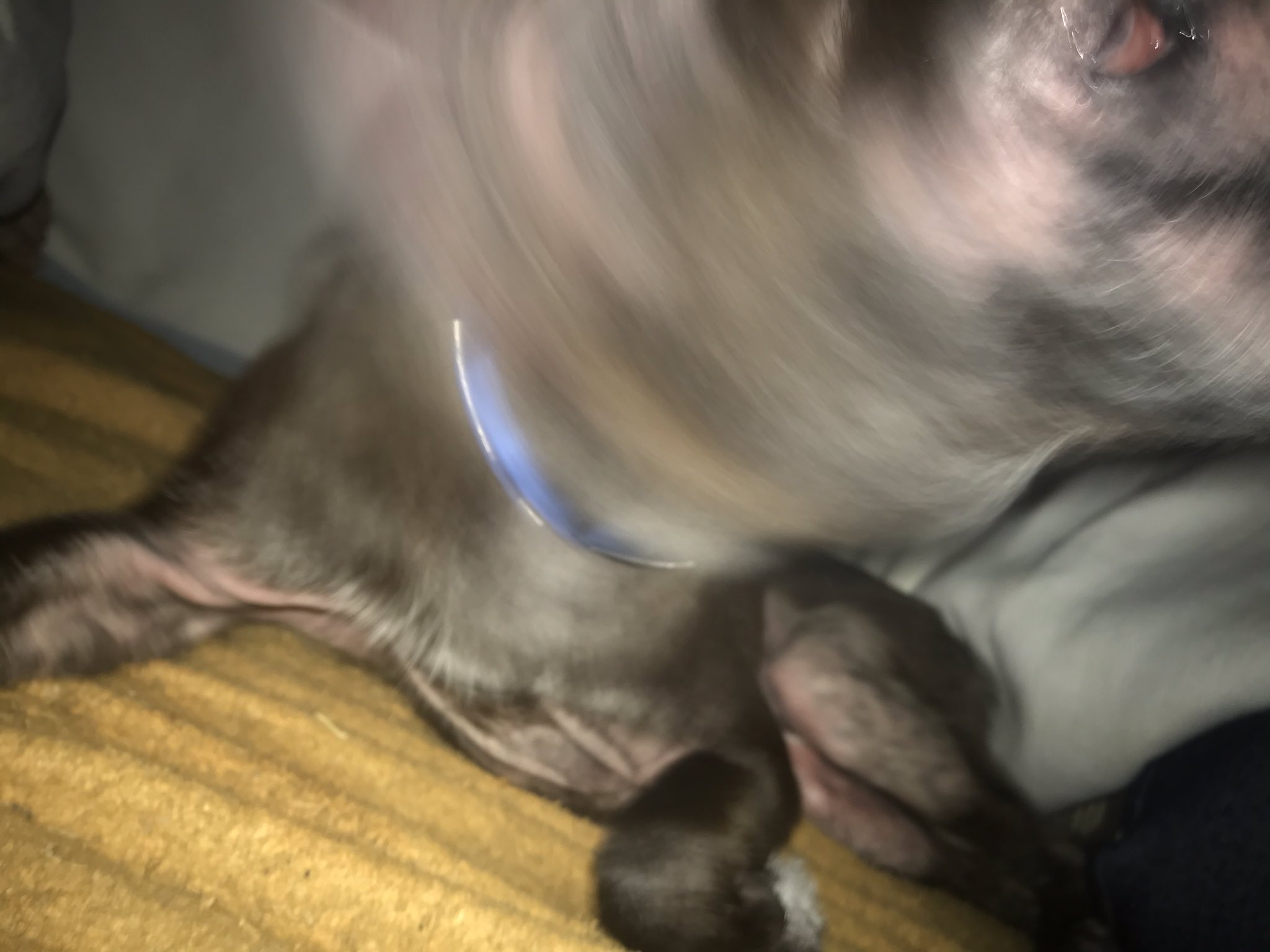 へちま こたつで寝てる犬を2枚撮ろうとしたらボタン押した瞬間に身震いしたせいでとんでもねぇ化け物生まれた へちま こたつで寝てる犬を2枚撮ろうとしたらボタン押した瞬間に身震いしたせいでとんでもねぇ化け物生まれた