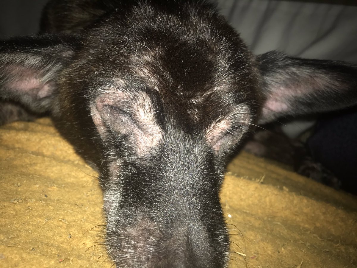 へちま こたつで寝てる犬を2枚撮ろうとしたらボタン押した瞬間に身震いしたせいでとんでもねぇ化け物生まれた へちま こたつで寝てる犬を2枚撮ろうとしたらボタン押した瞬間に身震いしたせいでとんでもねぇ化け物生まれた