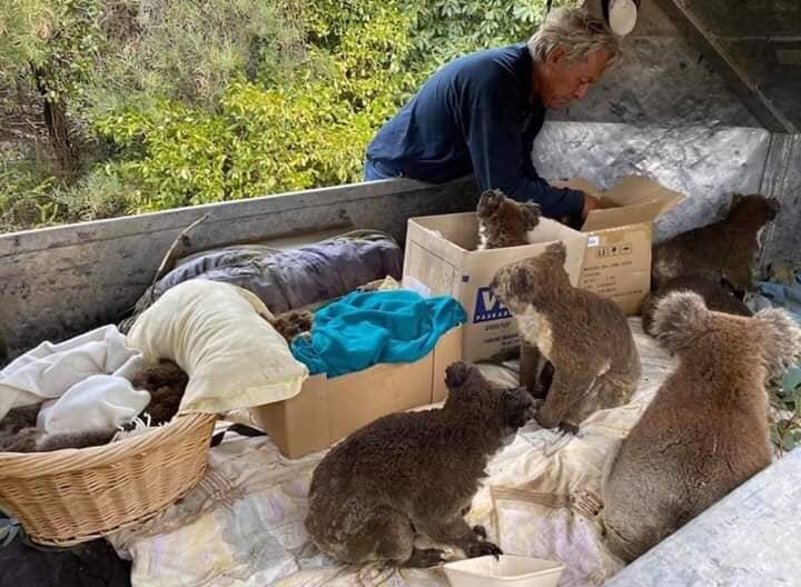 SM_ENGLISH's tweet photo. Animals usually run away from Man
But in Australia now, animals are running to Man
As if saying this is your doing but also you are the only one who can HELP
More than 450 million animals have died so far💔
Our hearts and prays are with you
#AustraliaBurning #AustralianBushfire https://t.co/vqO5LlABM9