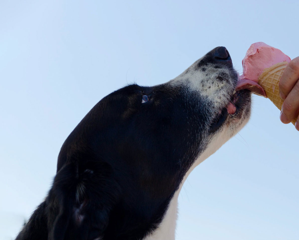 vidalonga_sa's tweet photo. We hope the New Year has been treating you all very well! 
Why not treat yourself to some of the delicious soft-serve and milkshake mix that we provide? You're guaranteed to love it!

#vidalonga #yum #softservemix #icecreamix https://t.co/aUVNqS0oCq