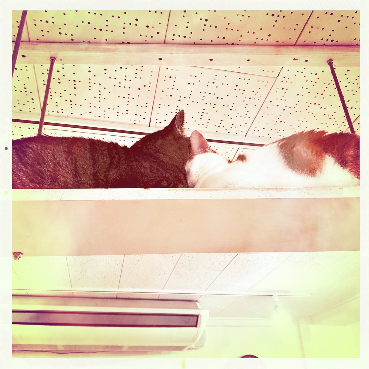 obi_wan_eclipse's tweet photo. Can you breathe? #猫式 #cat #ShotoniPhone #Lincoln #AlfredInfrared #Yuletide  #Hipstamatic https://t.co/X4AaF0VT3z