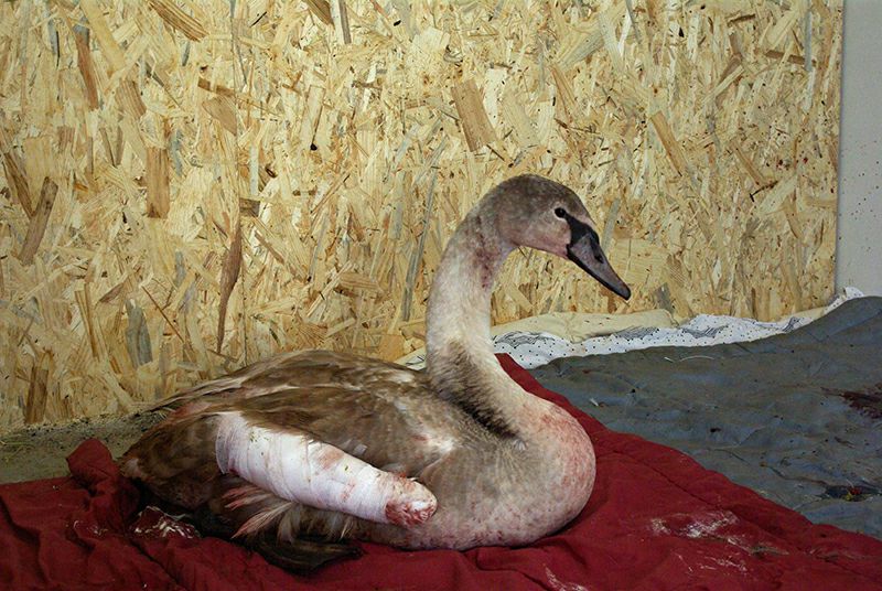 WildlifeBelarus's tweet image. Новы год не абышоўся без трагічных выпадкаў з гібеллю дзікіх жывёл.😥

У Празе спалоханыя петардамі і феерверкамі лебедзі-шыбуны разбіваліся на смерць і калечыліся, а ў нямецкім Крэфельце праз кітайскія ліхтарыкі згарэў Дом малпаў з арангутанамі, шымпанзэ і іншымі жывёламі...🚫🧨