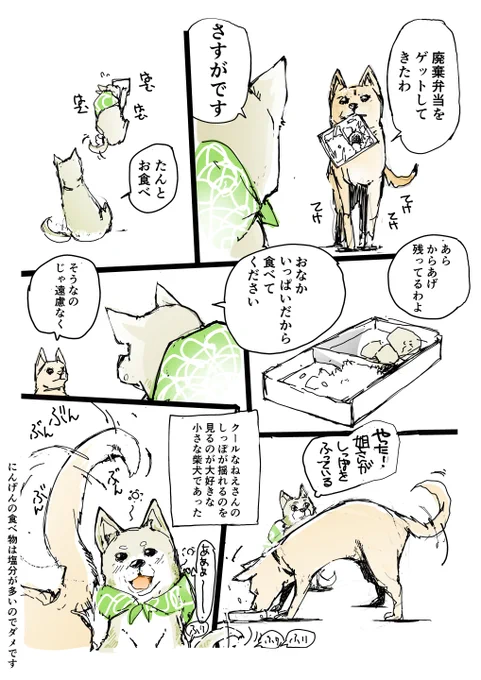 豆柴カフェにいられなくなった雌犬とそれを追いかけた小さい柴犬の旅【再掲】3日目 