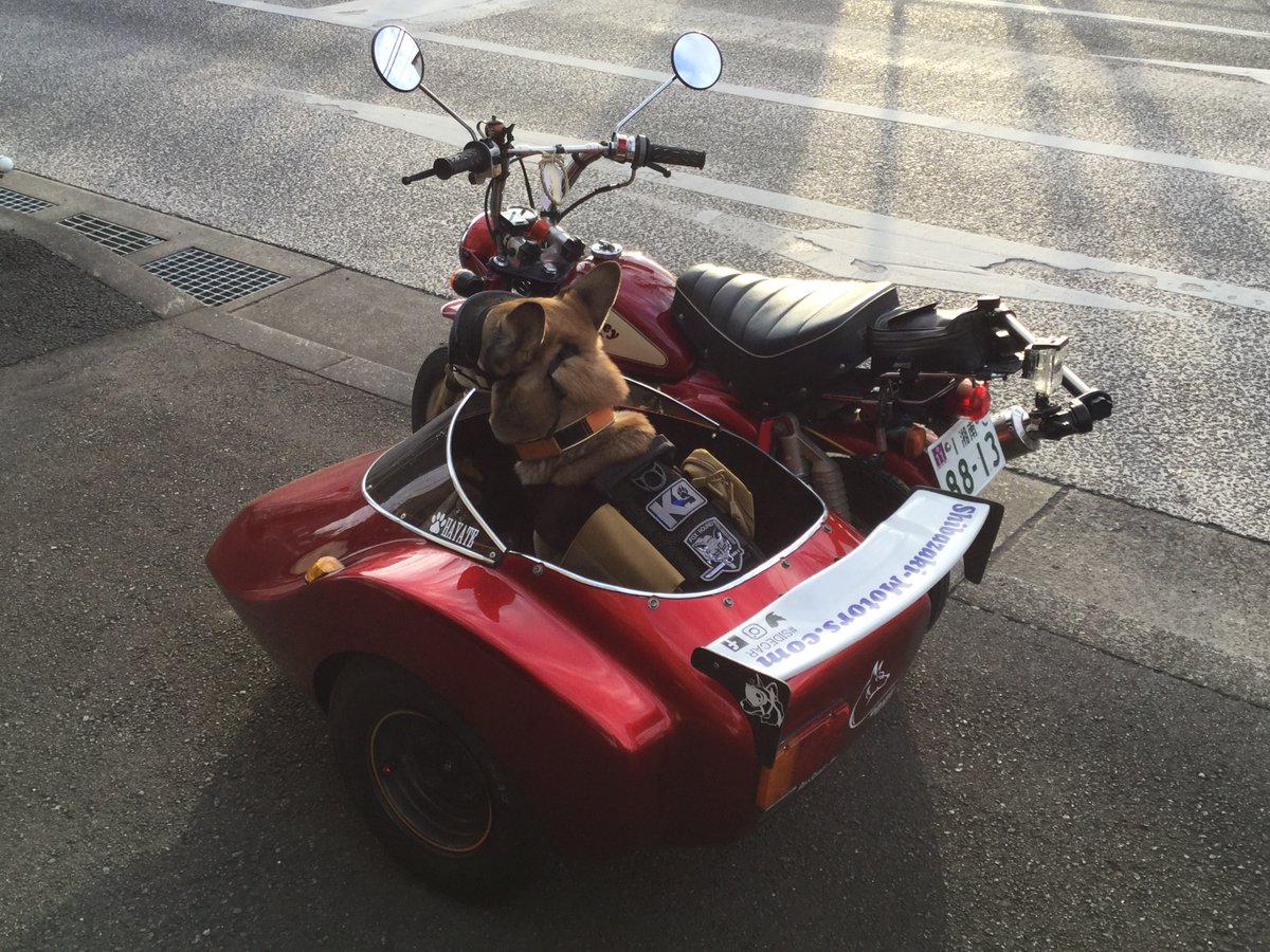 shibazakimotors's tweet photo. 今年のはやて部長はたくてぃかる!?
#rexspecs
#rexspecsk9
#sidecardog https://t.co/cEsMfdykqJ