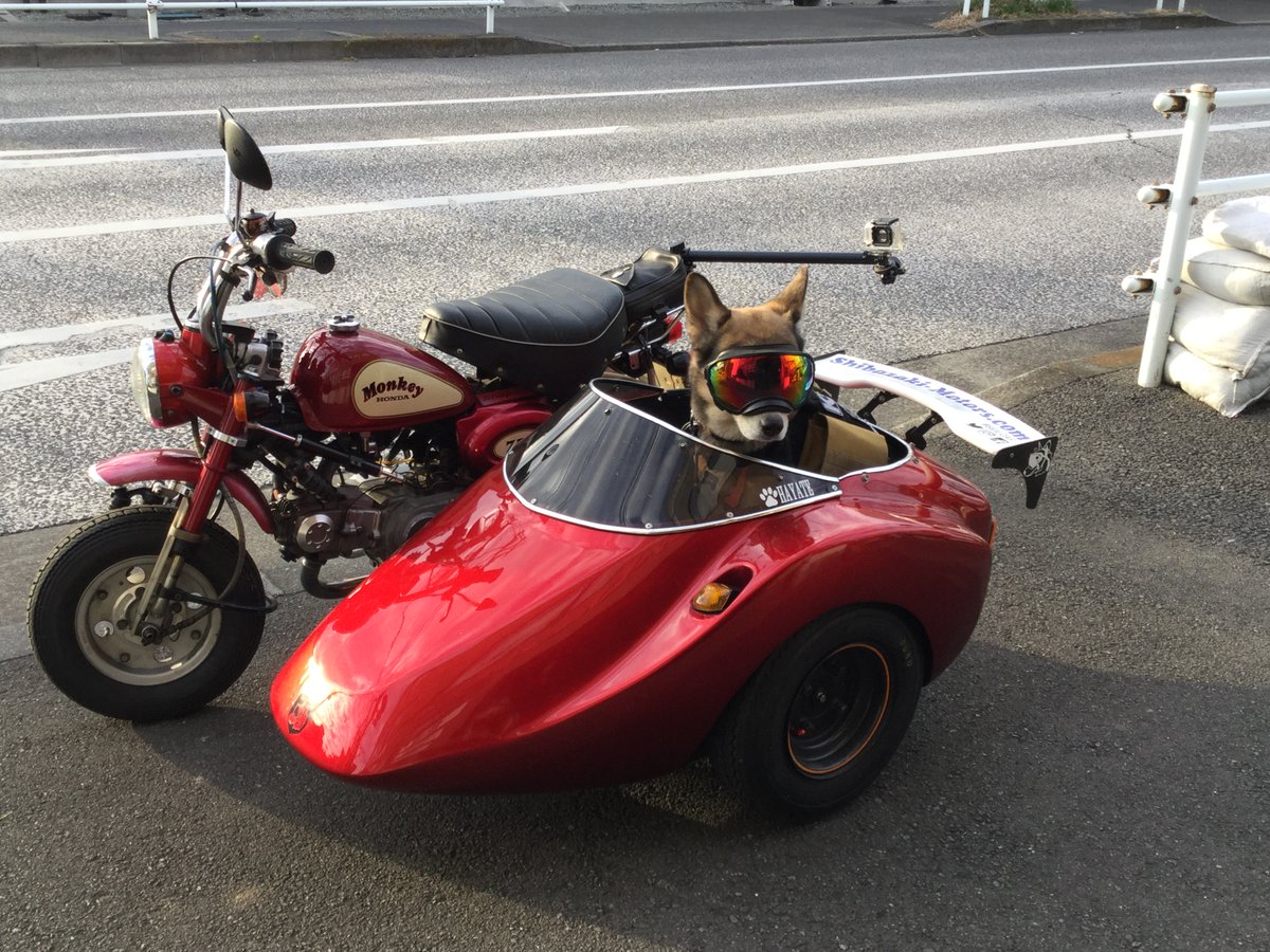 shibazakimotors's tweet photo. 今年のはやて部長はたくてぃかる!?
#rexspecs
#rexspecsk9
#sidecardog https://t.co/cEsMfdykqJ