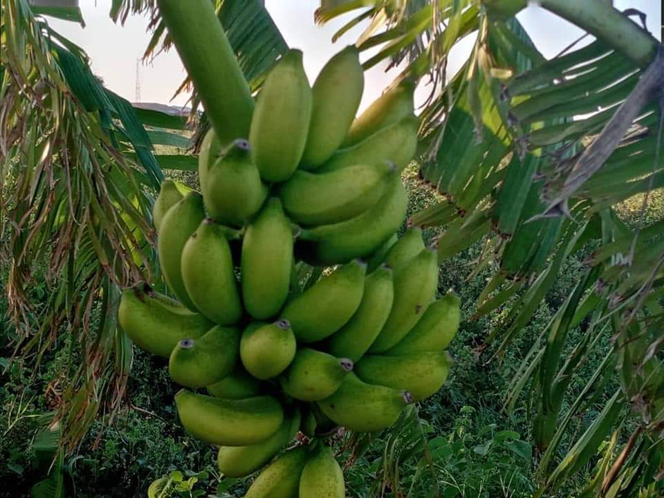 Banana plantation in #BOOCAME  Sool region proving to be a very profitable Agro-business aimed at filling local market gap in Norther Somalia.