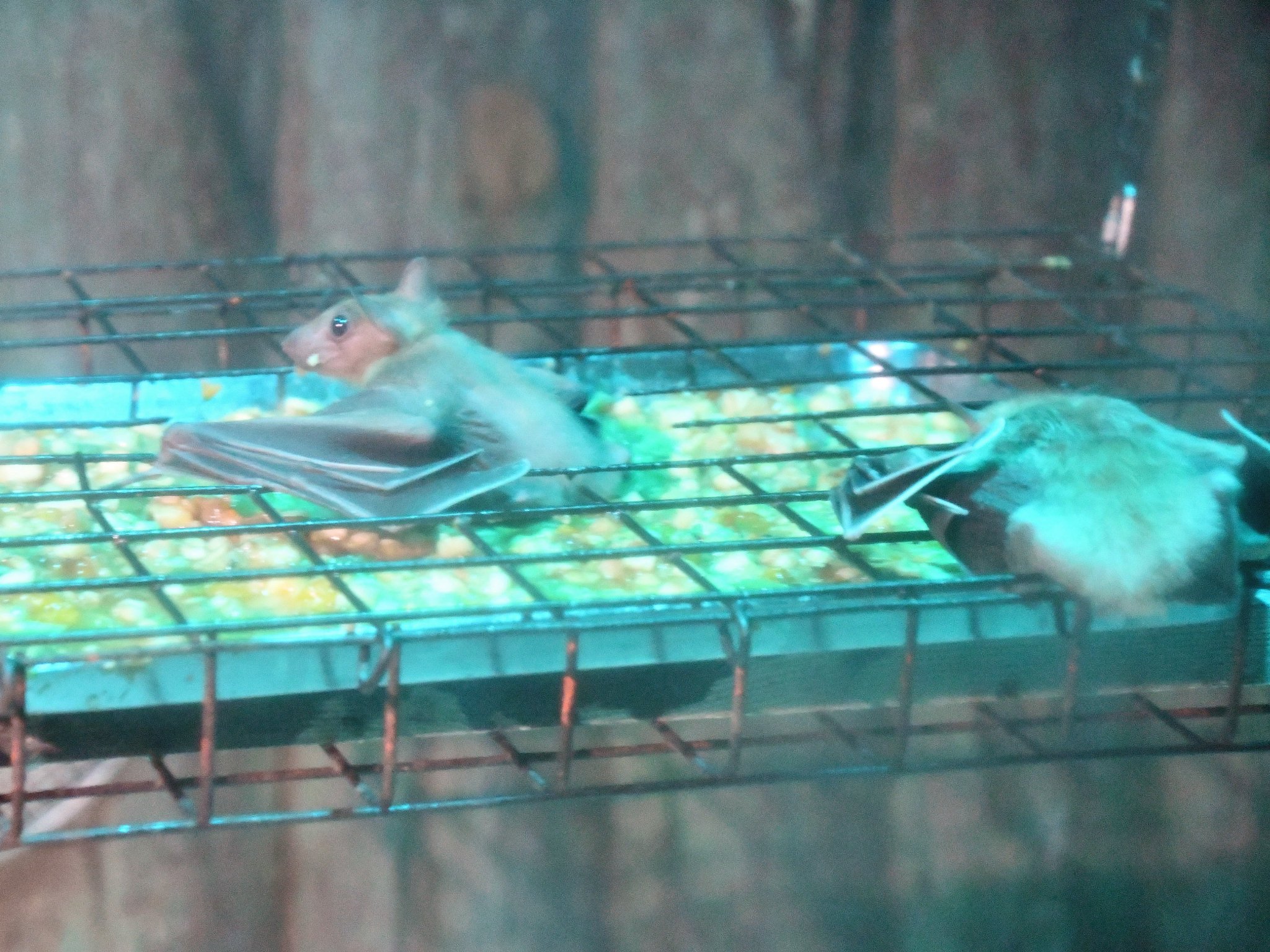 神戸市立王子動物園（公式） on X: 