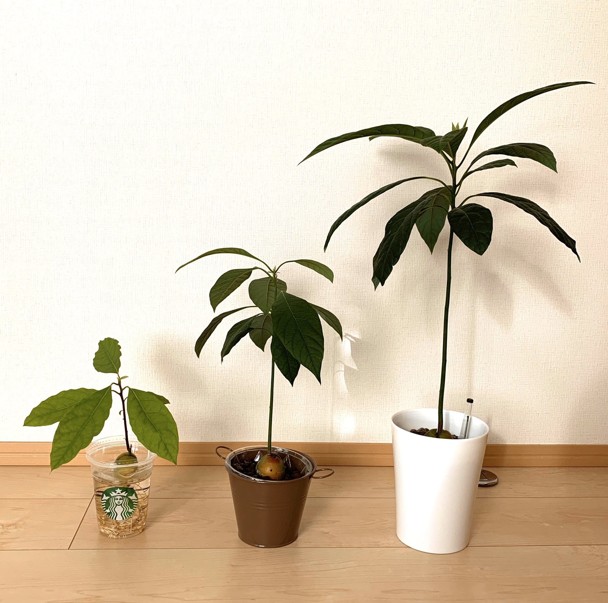 Haniko スーパーで買ったアボカドからとった種 19年4月から始めたスタバカップ水栽培 植替えてハイドロカルチャー 立派な葉っぱもつけて順調に育ってくれてます T Co 0eexu95gth 水耕栽培 T Co Dezh8upc0k Twitter