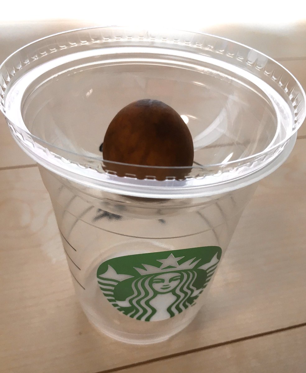 haniko_nyaniwa's tweet photo. スーパーで買ったアボカドからとった種🌱
2019年4月から始めたスタバカップ水栽培→植替えてハイドロカルチャー
立派な葉っぱもつけて順調に育ってくれてます！(*^^)✨
https://t.co/0EExU95GTh

#水耕栽培 https://t.co/DEZh8uPC0K