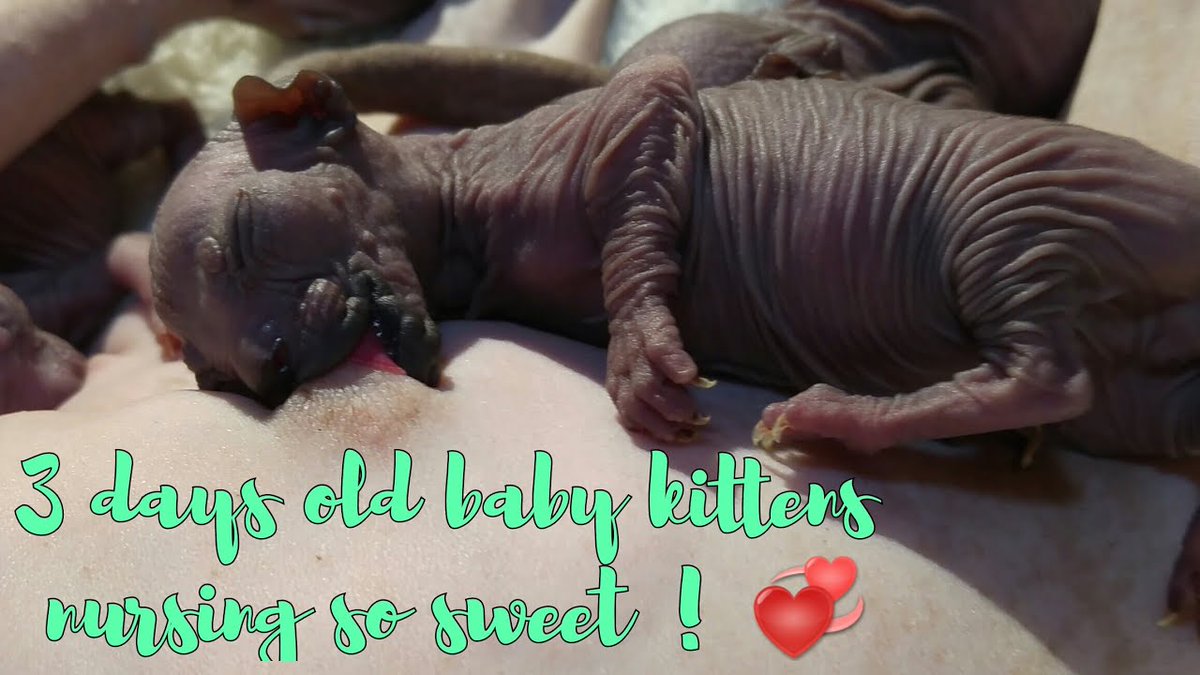MeowMoeDotCom's tweet photo. #Sphynx cat mom nursing they ...
#Cats #Cat #Kittens #Kitten #Kitty #Pets #Pet #Meow #Moe #CuteCats #CuteCat #CuteKittens #CuteKitten #MeowMoe
#AdorableAnimals #AdorableCats #BestCatsVideo #CatBreed #CatMommyWithNewbornKittens
https://t.co/Da6RO8fVFb
. https://t.co/pyIya2XLTk
