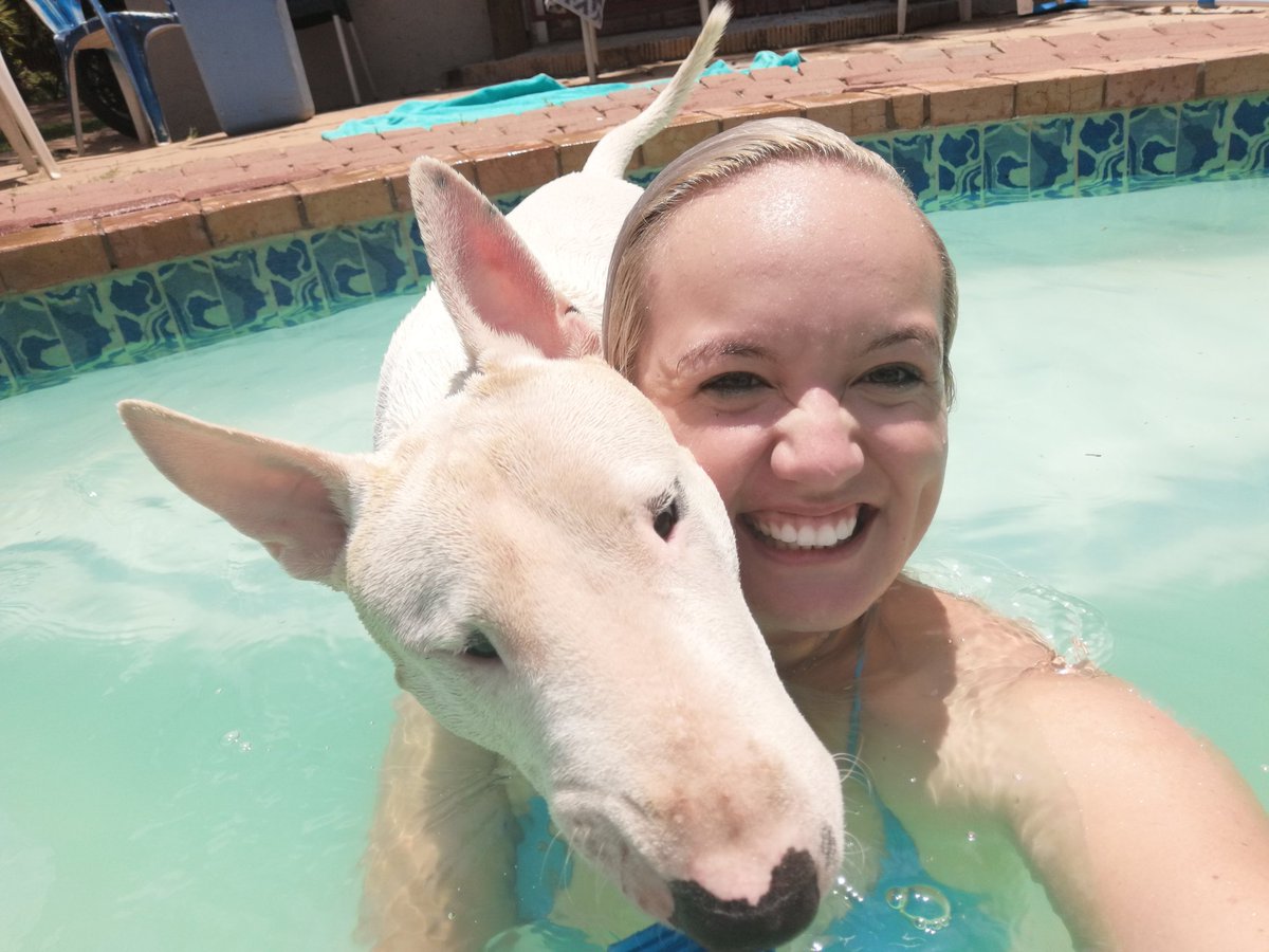 RVarkie's tweet photo. #sunnysouthafrica
#swimming
#funinthesun
#sunnypretoriaweather
#bullterrier https://t.co/ciINTighH7