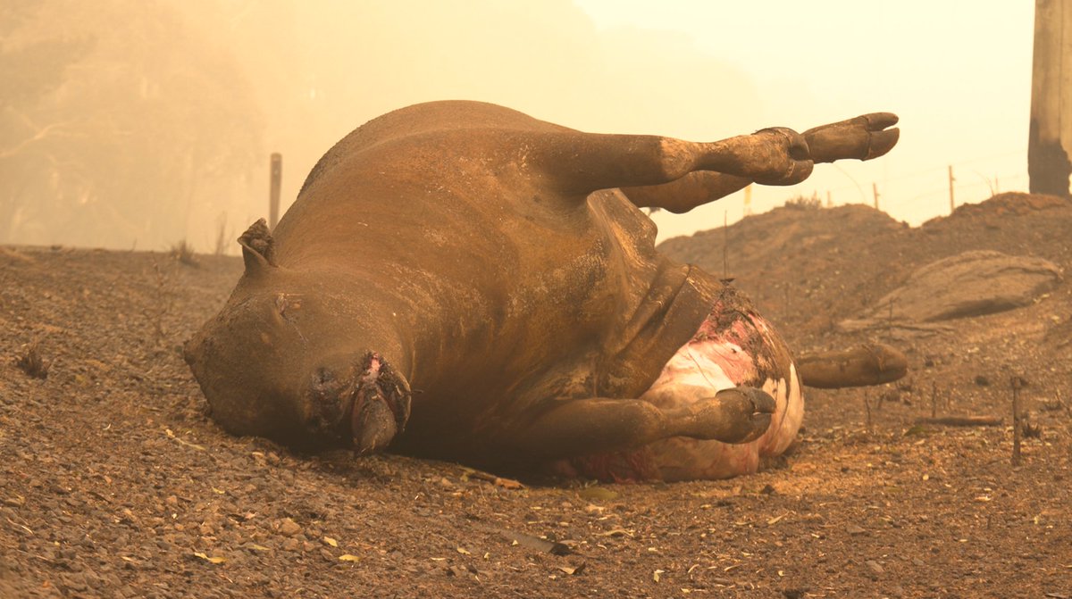 I’m sorry to share this but this is what the extreme extent of these bushfires are doing to our livestock.
As we approached #Batlow to cover the fires for <a href="/abc730/">abc730</a> we saw multiple cows with their stomachs exploding from smoke inhalation.
I have never seen anything like it.