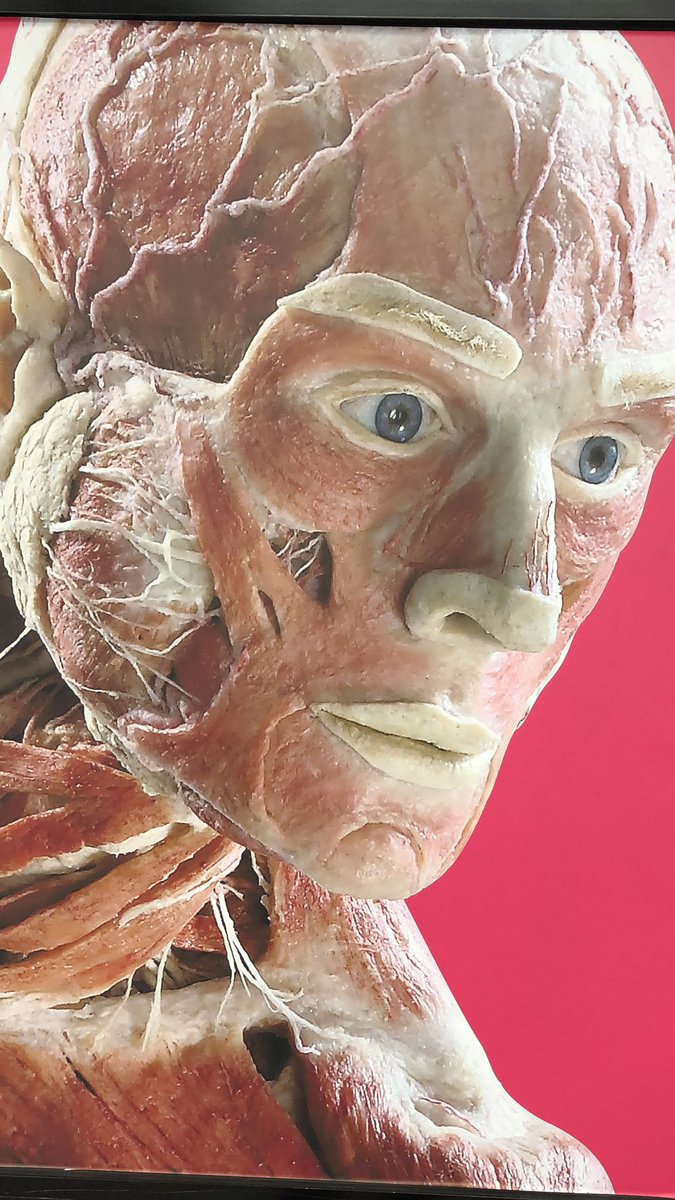 Have just visited @BodyWorldsLDN with two teenagers who were fully engaged with the exhibits and found it useful for their GCSE science and sports subjects. #fullyrecommended