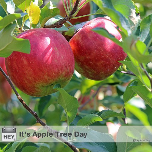 HeyWhatDay's tweet image. It's Apple Tree Day! 
#AppleTreeDay