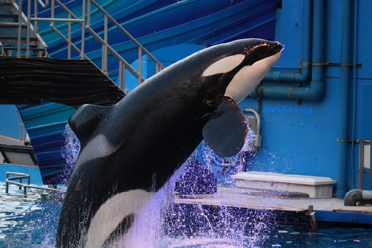 Wolfie در توییتر 祖父にそっくりに見えるトゥルアの写真まとめ 今日はティリクムの命日です Truaorca