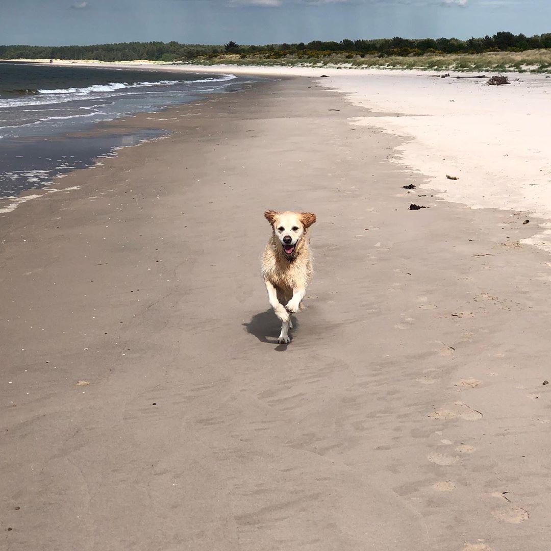 Parkdeanresorts's tweet photo. That moment when you feel the sand between your paws for the first time on holiday πΎ πhttps://t.co/bVd4m38cw7
#CreatingAmazingMemories #DogFriendly https://t.co/H6Hd3mQrRO