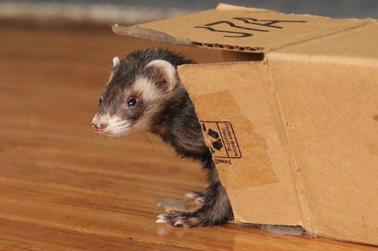 CalFerrets's tweet photo. Who's ready to take on the first Monday of 2020?! Fudge is considering going back to bed instead.
___⁠
UCFA advocates for the decriminalization of domestic ferrets in California. ⁠
—— ⁠
#CaliforniaFerrets #ferretfreedom #ferrets
⁠ https://t.co/hxWP4pafpr