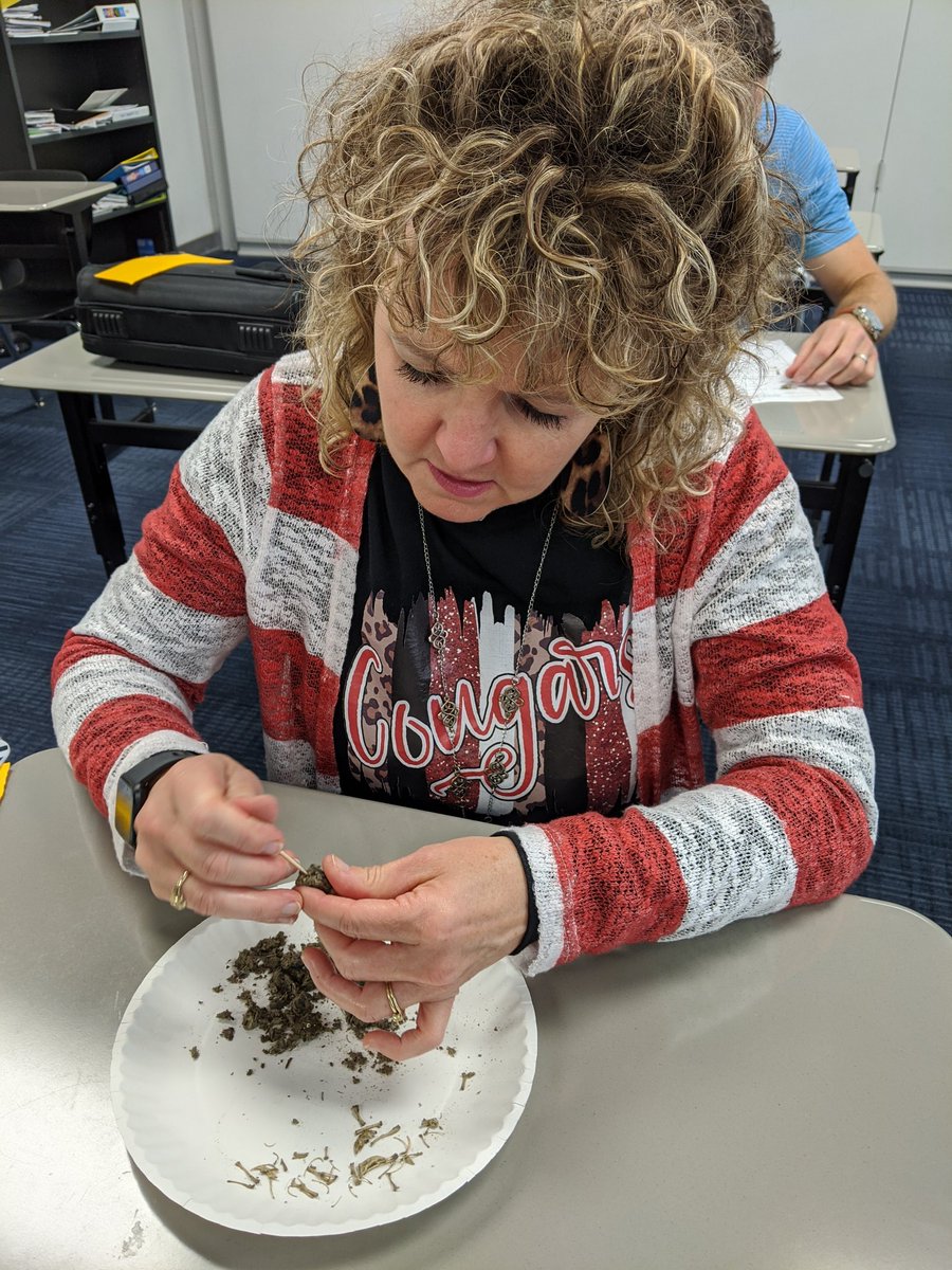 Teachers dissecting owl pellets @NorthwestISD #FoodChains @NISDScience